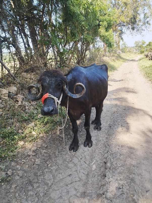 ખડેલી