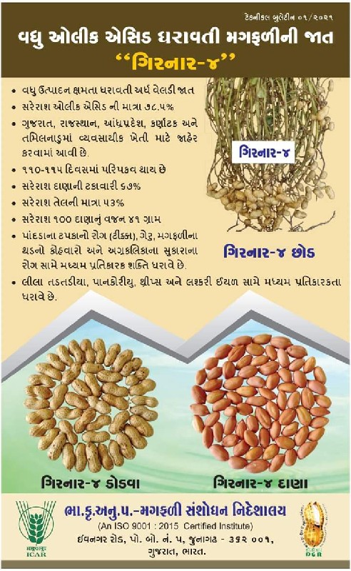 ગીરનાર 4 મગફળી