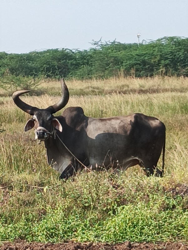 બળધવેચવાનોછે