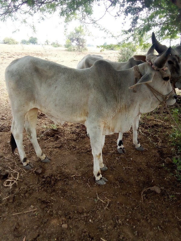 ગોઢલાં