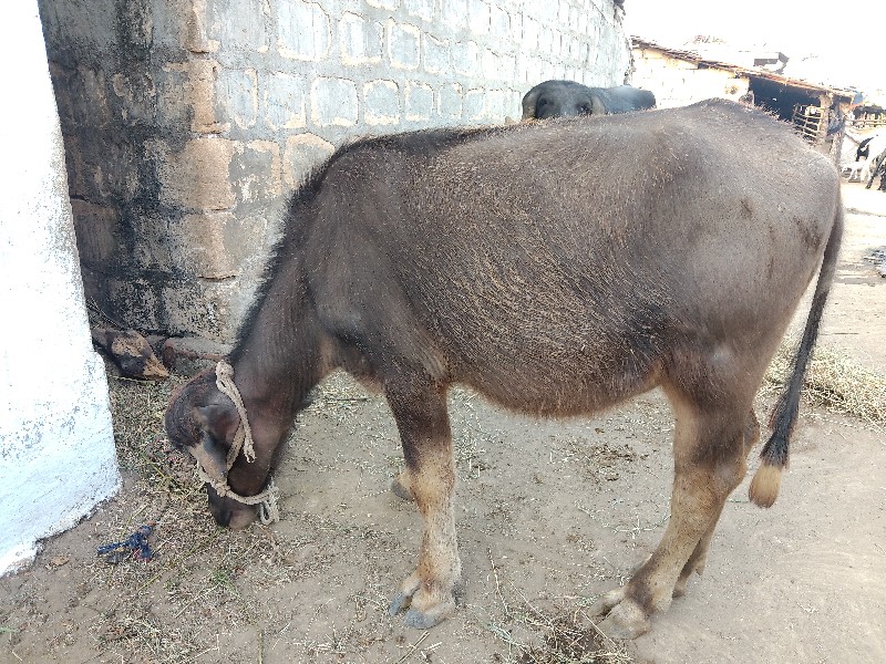 પાડી  ભુરી