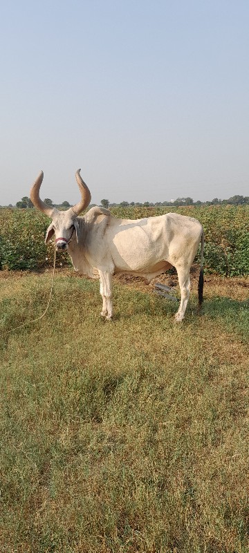 બળદ વેચવાનો છે.