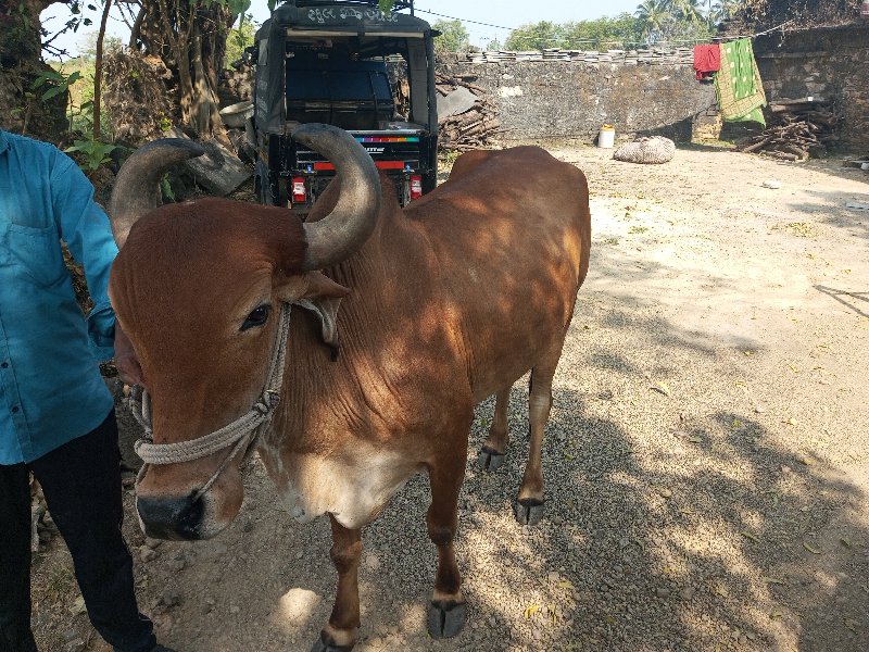 ગોધલો બળદ
conta...