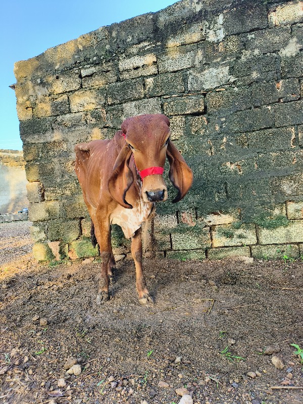 વાછડી વેચવાની છ...