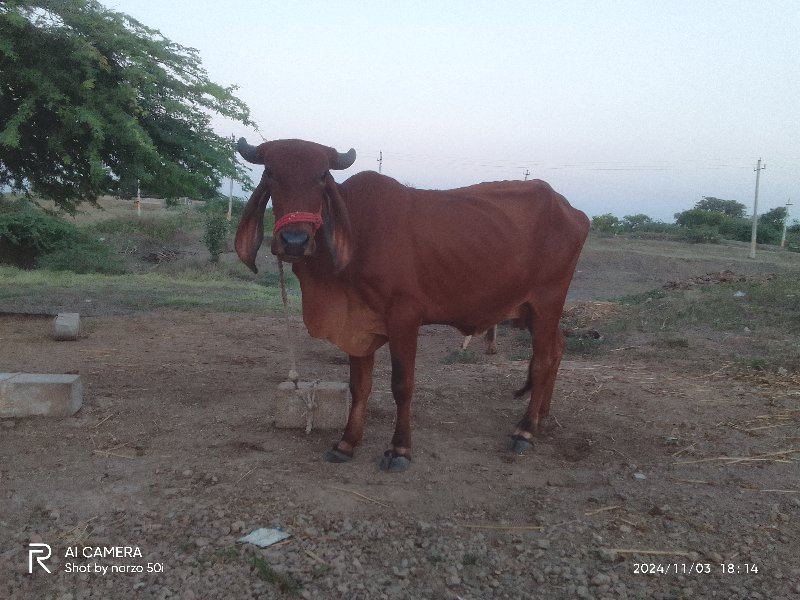 ગાય વેચવાની છે