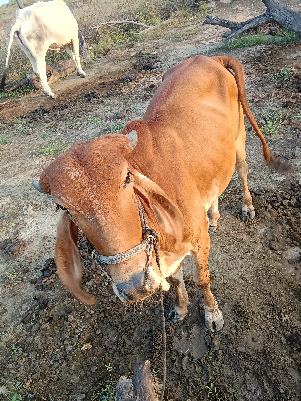 વાછડો વેચવાનો છ...