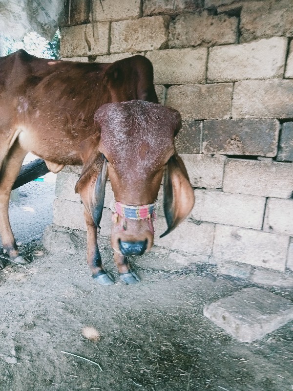 ગીર વાસળી