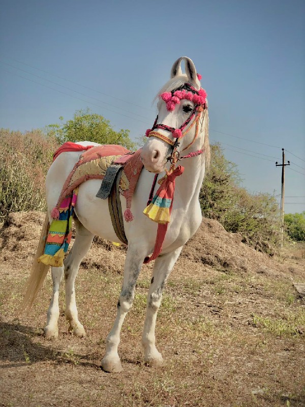 બાલ ભમરી ની ચોં...