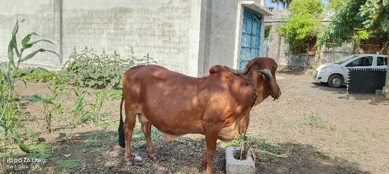 ગાય વેશવાની છે