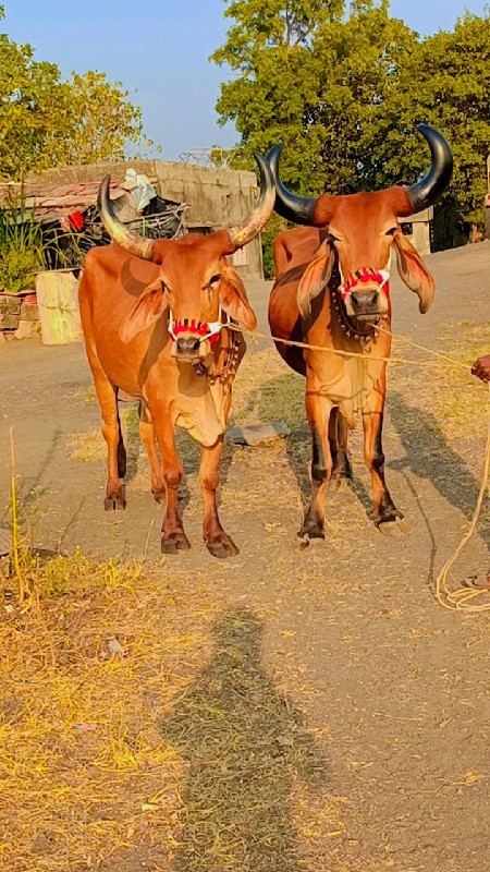 બળદ વેચવાના છે