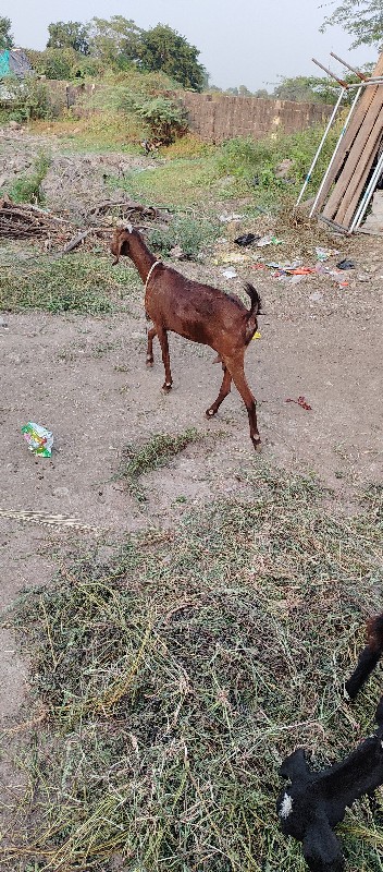 ત્રણ બોકડા છે બ...