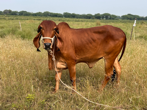 ઓરિજનલ ગીર હોડક...