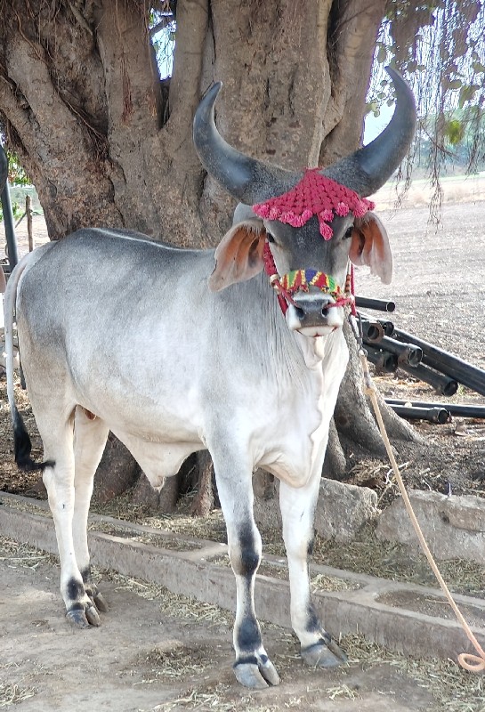 ગોઢલો વેચવાનો છ...