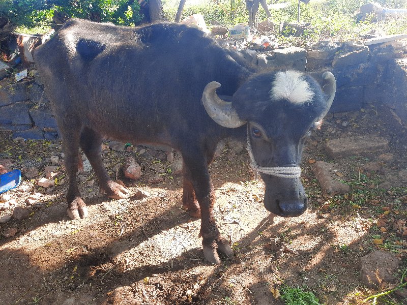 ખડેલી વેચવાની છ...