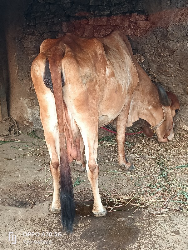 ગાય વેચવાની છે