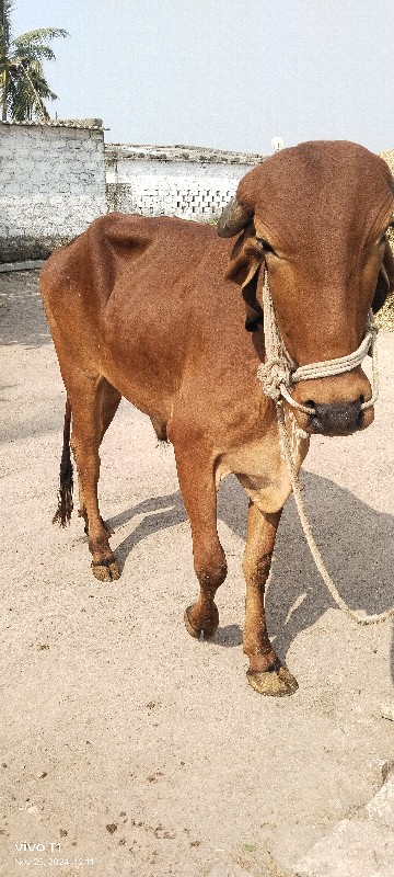 આપી દેવાનો છે