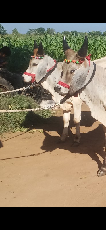 ગોઢલા વેસવા ના...