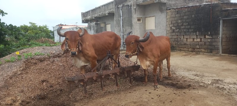 બળદ બે વાવણી વા...