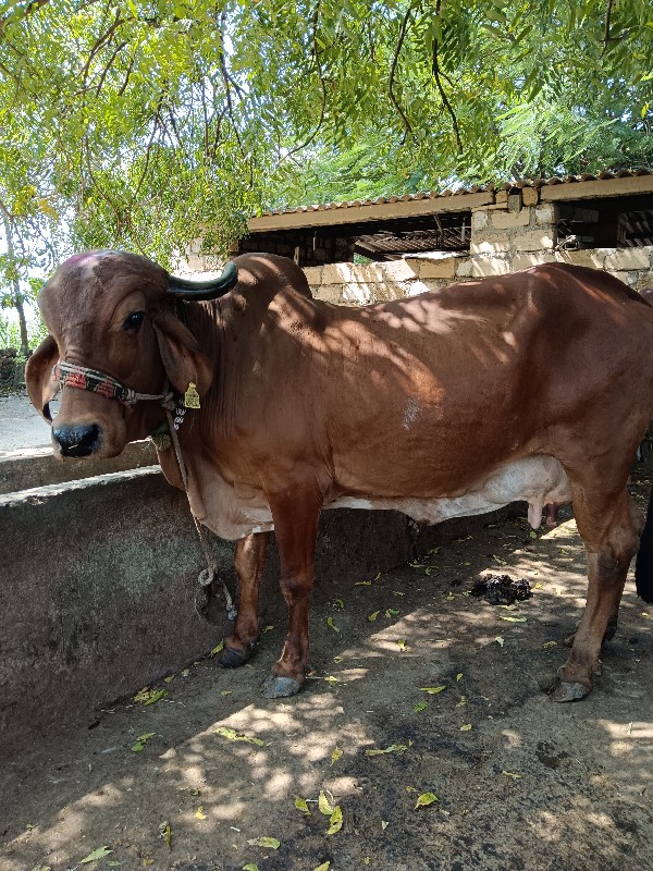 ગાય વેચવાની છે