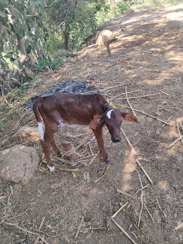 દેશી ગાય વેચવાન...