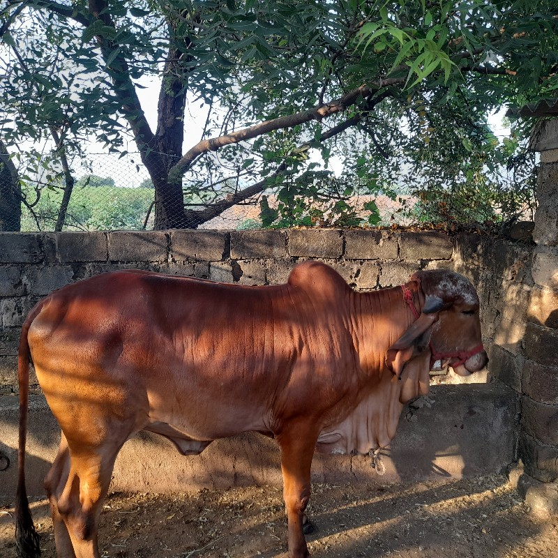 ગીર ગાય અને વાછ...