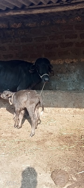 ભેંસ વેચવાની છે...