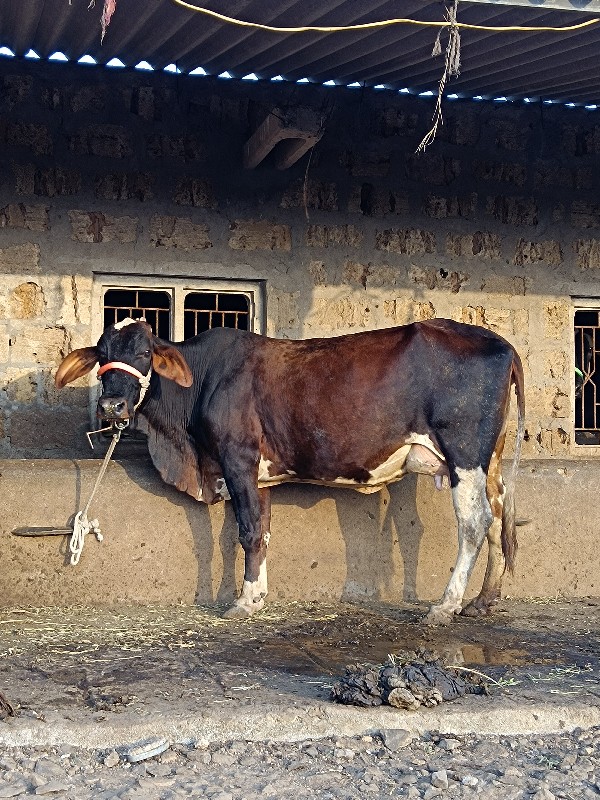 ગાય વેચવાની છે