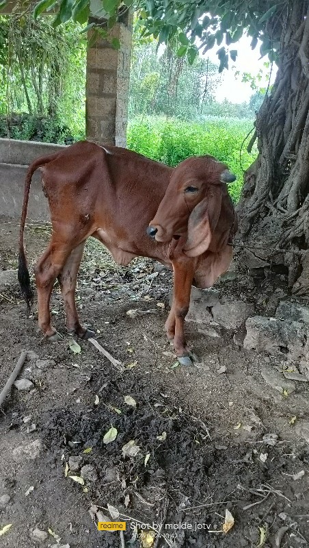 વાછડી વેચવા ની...