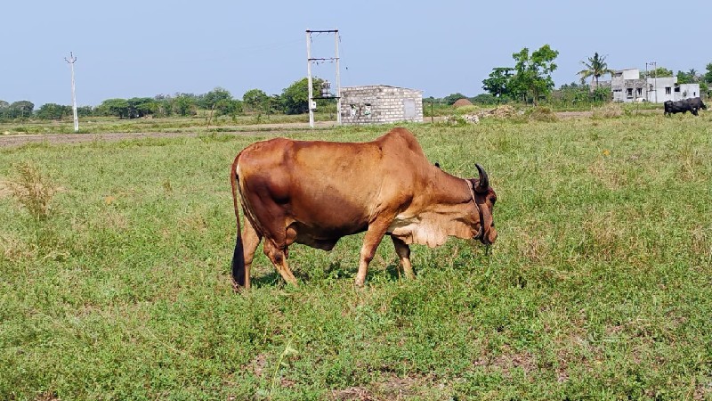 ગાય વેચવાની છે