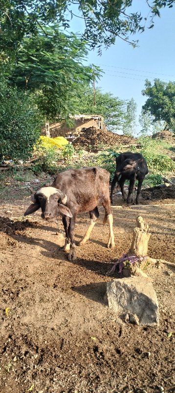 ભેંસ.પાડી.ખડી.