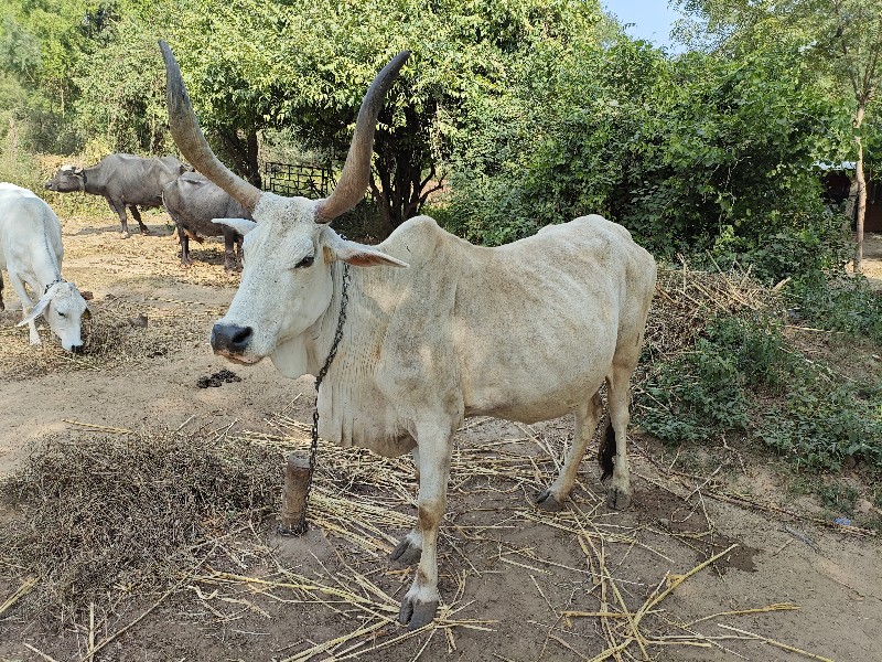 2 ગાય