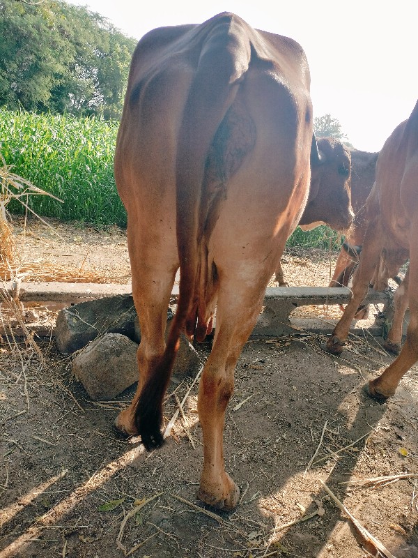 ગાય વેચવાની છે