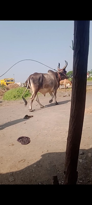 અરવિંદ દેવીપુજક