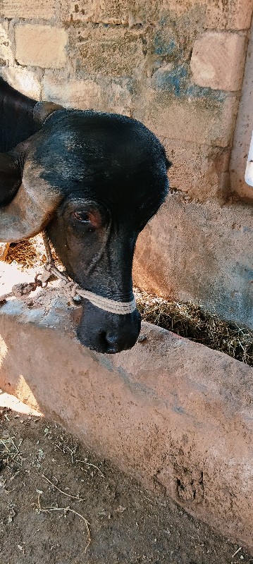 વેચવાની છે