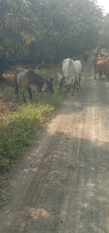 વાગડના વાછડા