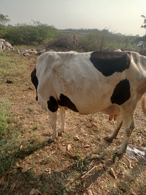 ગાય વેશવાની છે