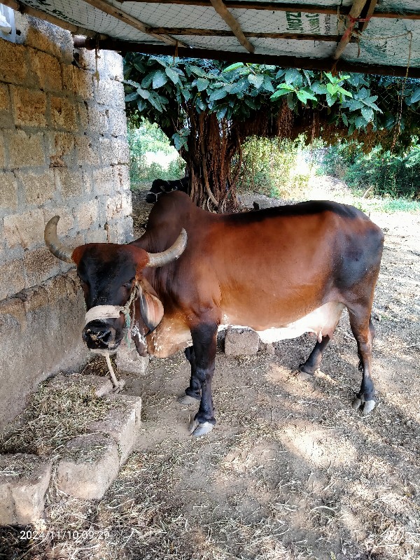 ગાય વેચવાની છે