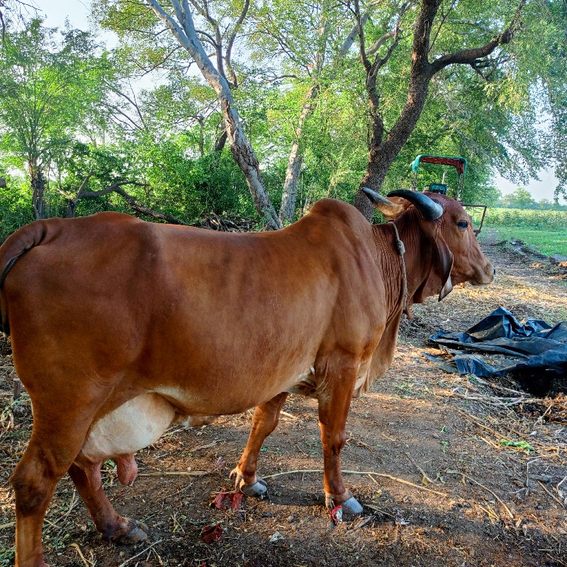 બીજુ વેતર ૮ લીટ...