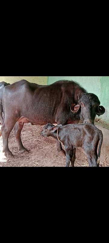 પેલુ વેતર ખડેલી...