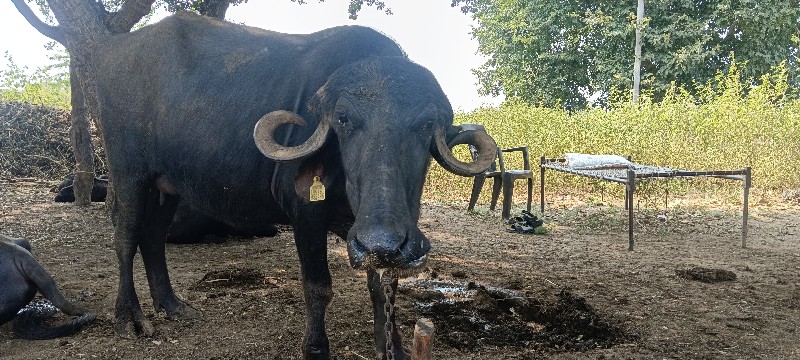 ભેંસ વેચવાની છે