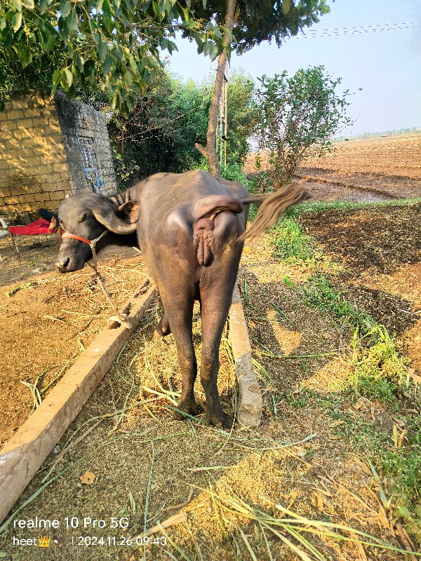 પેલું વેતર જાફર...