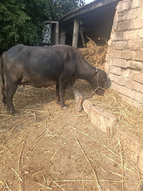 ભેશવેશવાનીશે