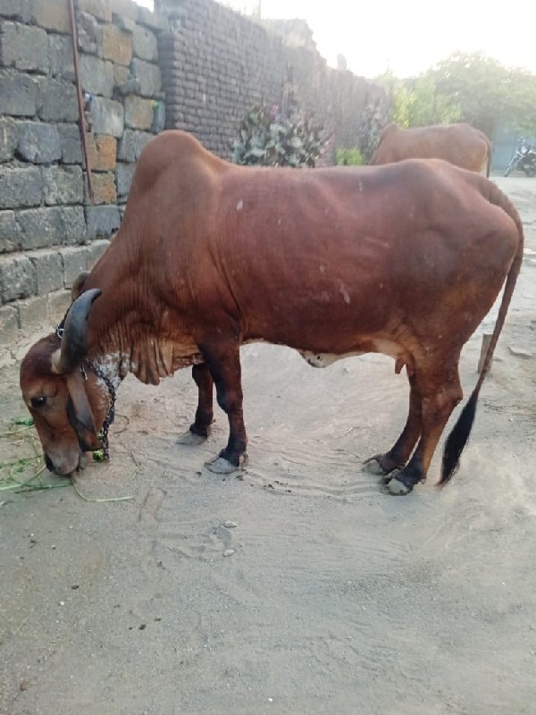 ગાય વેચવાની છે...