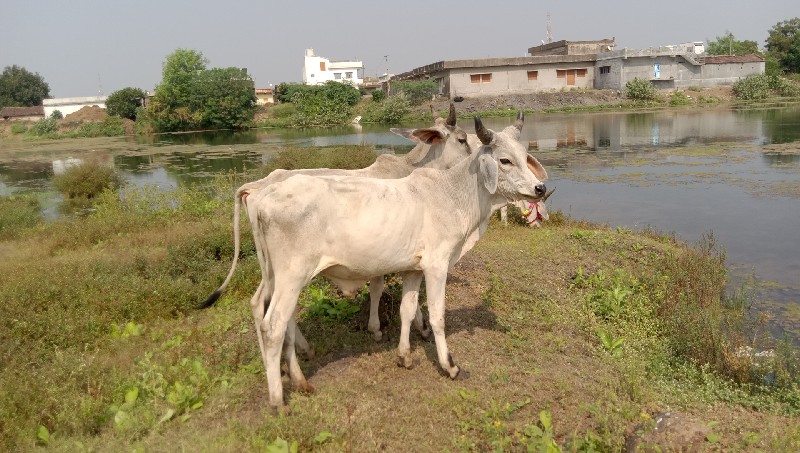 chalo Jala kar...