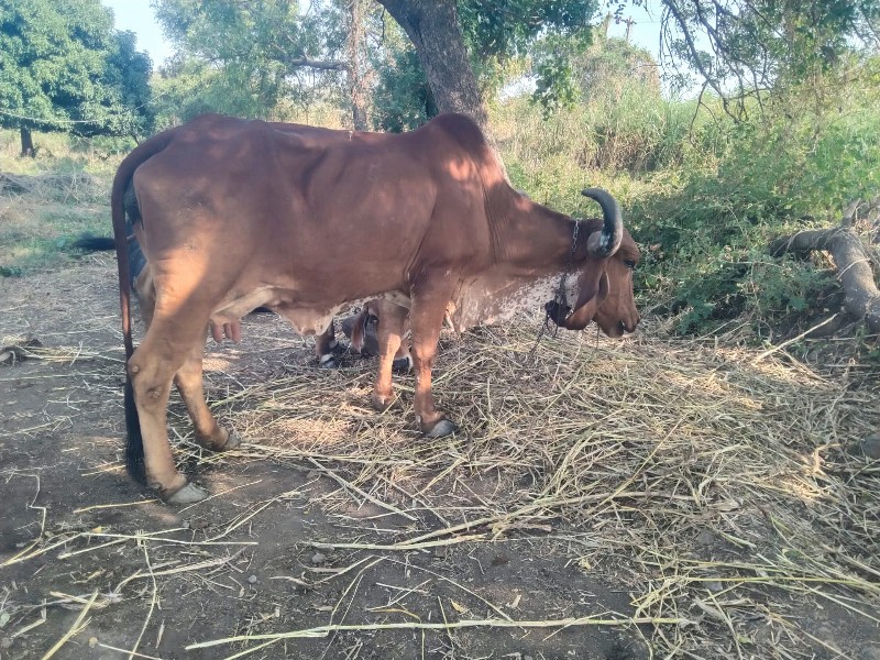 ગાય વેચવાની છે