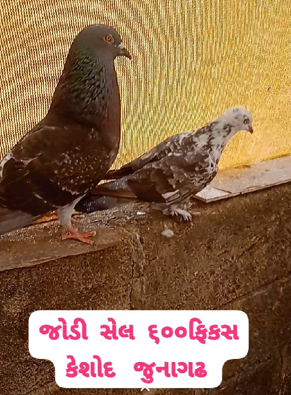 કબુતર  વેચવાના...