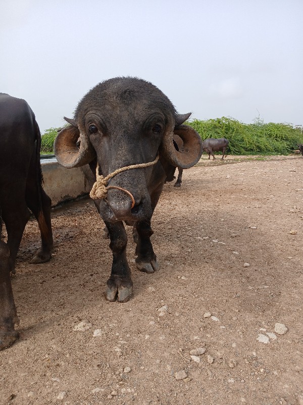 પાડો વેચવા નુ છ...