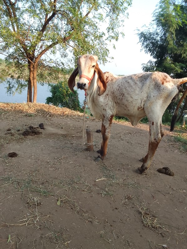 વાછડી