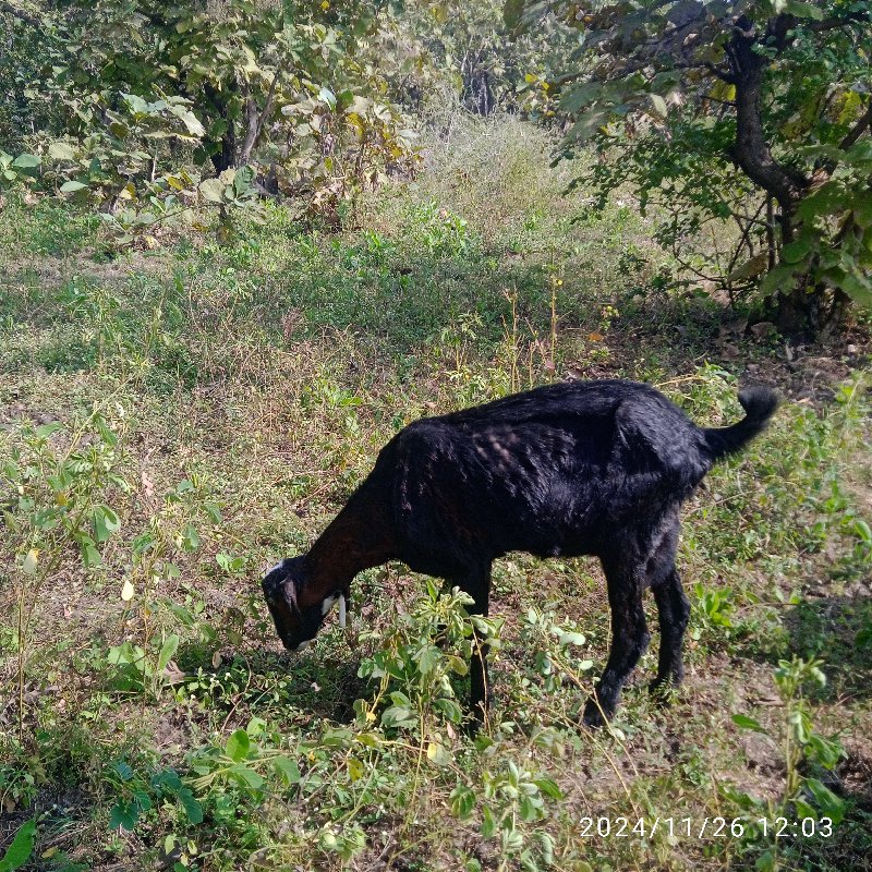 બોડી બકરી છે અન...