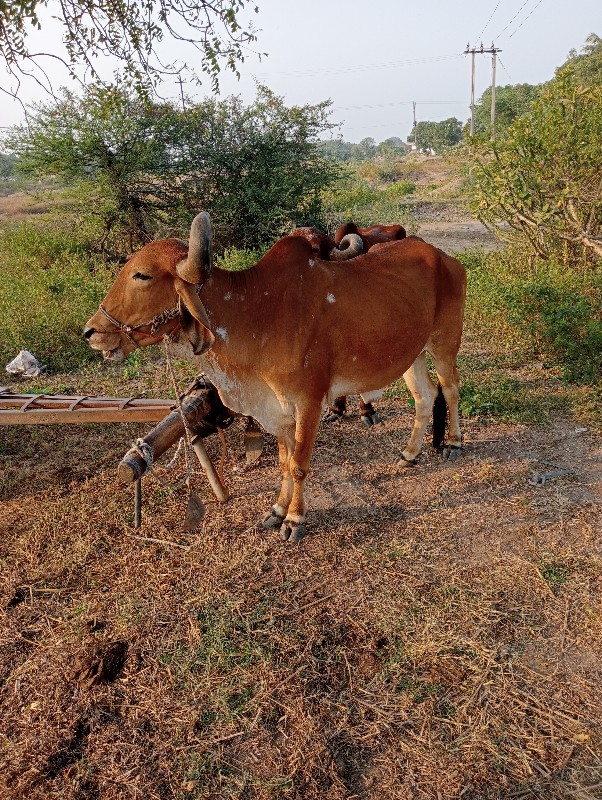 બળદ